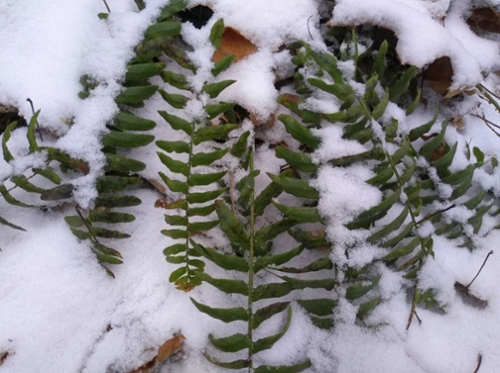 Winter Ferns