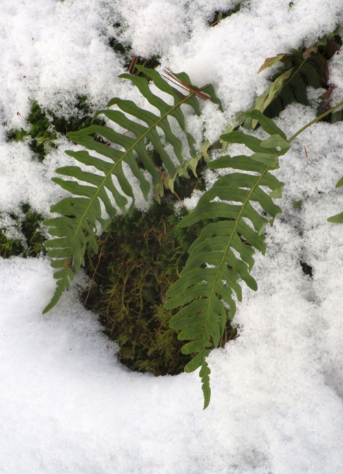 Winter Ferns