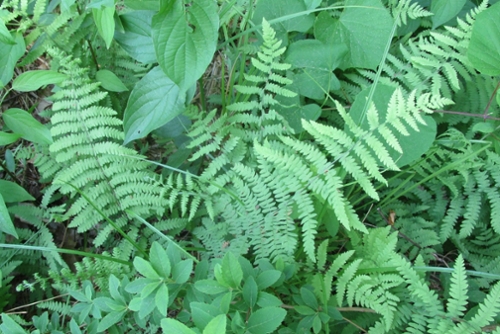 Learn Your Ferns