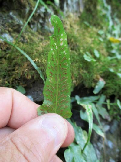 Asplenium rhizophyllum - Walking Fern