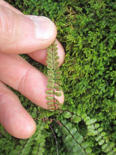 Asplenium trichomanes - Maidenhair Spleenwort