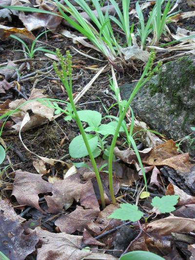 Botrychium matricariifolium - Daisy Leaf Moonwort