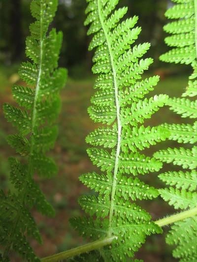 fertile leaflets with sori, soft hairs