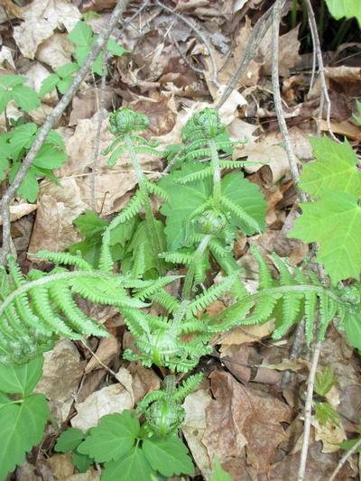 emerging with croziers (fiddleheads)