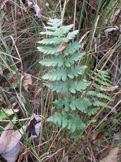 evergreen sterile frond
