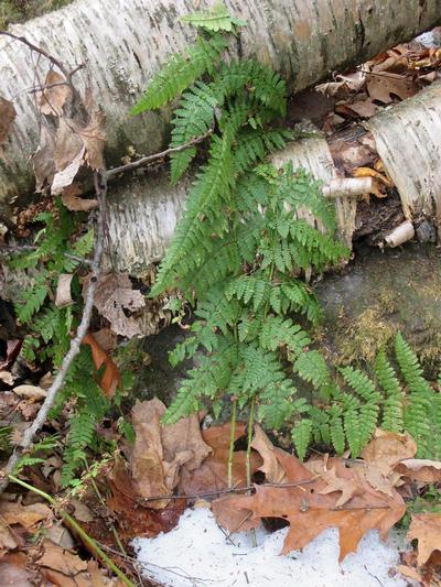 Dryopteris intermedia - Evergreen Wood Fern