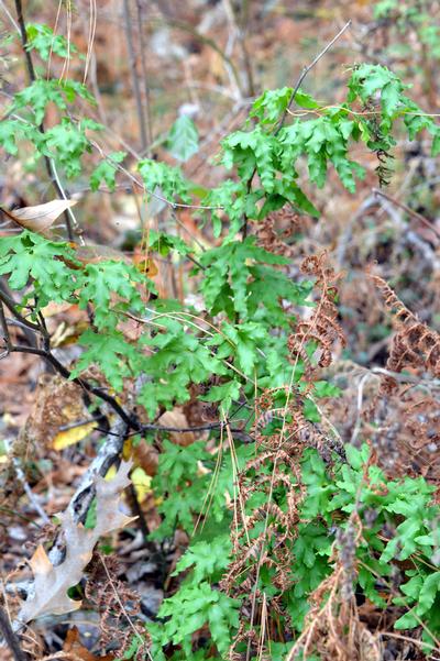 Lygodium palmatum - Hartford or Climbing Fern