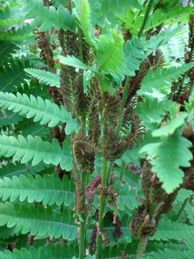 frond with fertile leaflets
