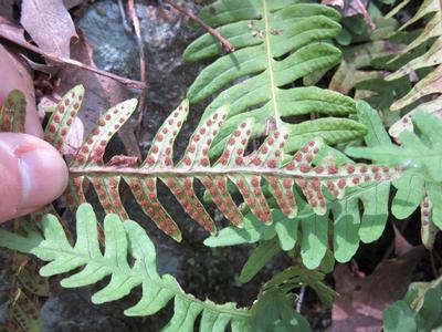 Polypodium virginianum - Common Polypody