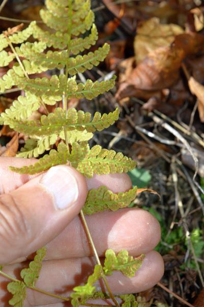 Woodsia obtusa - Blunt-Lobed Woodsia