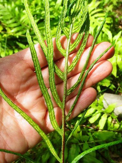 Woodwardia areolata - Netted Chain Fern