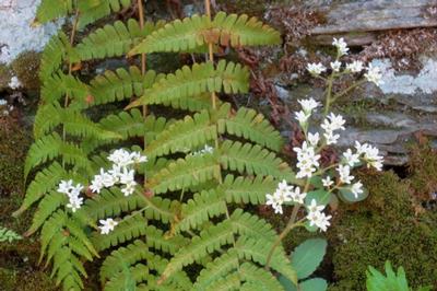 ChardPond 051214 (18) - early saxifrage & marginal wood fern