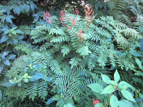 Introduction to Ferns